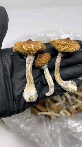 Legal Psychedelic Magic Mushrooms in the UK Guide 2025