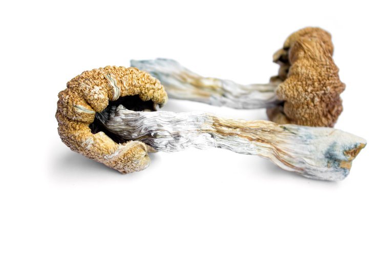 Buy Liberty Cap in the UK and Europe – Safe Online Guide