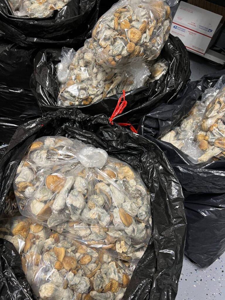 Which Psychedelic Magic Mushroom is Best for Detoxification in the UK and Europe?