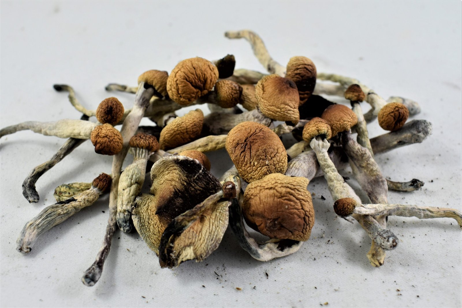 Ecuadorian Magic Mushrooms UK