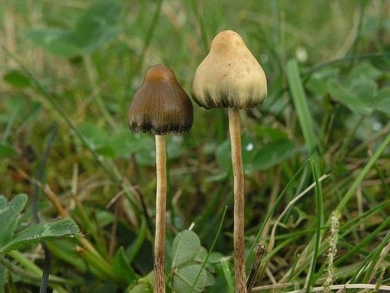 Buy Liberty Cap in the UK and Europe