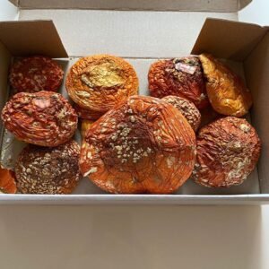 Amanita Muscaria for sale in UK