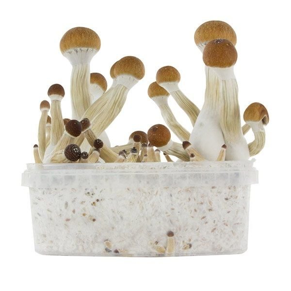 Buy Golden Teacher Grow Kit online UK