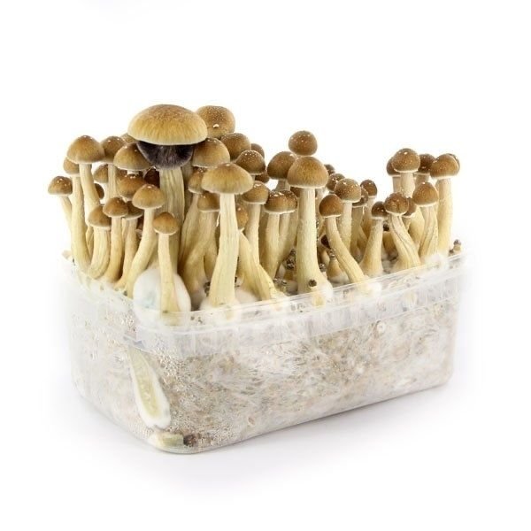 Buy mazatapec-mushroom-grow-kit in UK